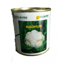 Cauliflower Madhuri