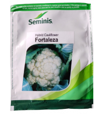 Cauliflower Fortaleza 2000 Seeds