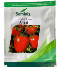 Tomato Ns 501