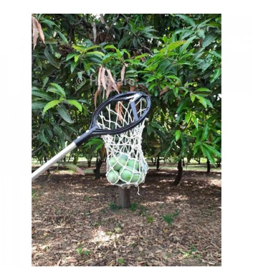 25+ Mango Fruit Picker Images